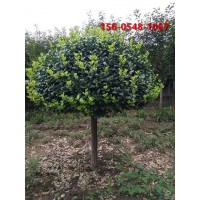 山東工程苗木 綠化苗木 3-4米高桿衛矛規格齊全